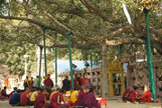 bodhi tree bodhgaya