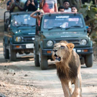 sasan gir king