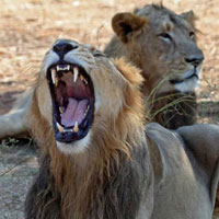 sasan gir lions