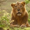 gir lion sanctuary